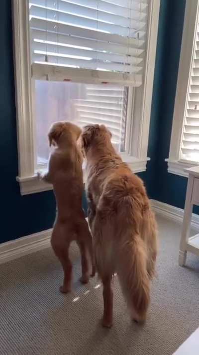 Winnie and Scarlett met three years ago and they’ve been inseparable ever since