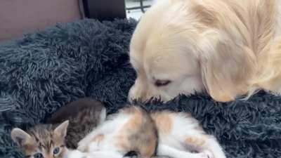 Golden reacts to kittens in its bed