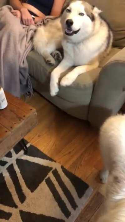 Taco refusing to give up his spot on the couch