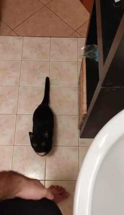 Every time I scratch my legs in the bathroom she does this.