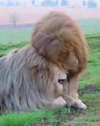 Best bros. The mighty gatekeeper, Alex comes to greet the ‘gentleman’ Tonga the Great!