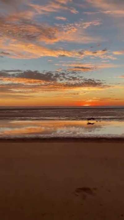 Dog running in Sunset