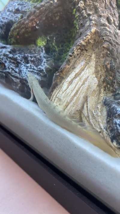 Are these little bumps on her tummy from over-feeding?