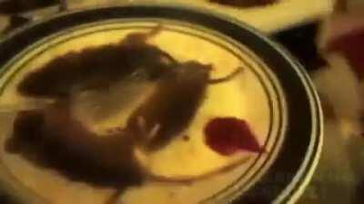 Rare footage of fedsmoker living with a roommate. Conald prepared him a meal and he is being ungrateful.