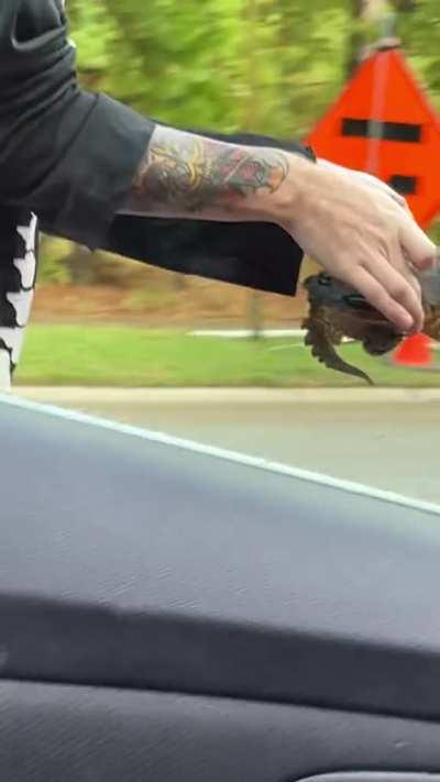 This guy rescuing a snapping turtle stranded in the middle of the road