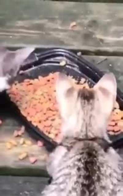 Raccoon Thief Grabbies