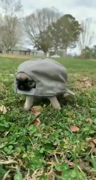 ¿Qué especie de tortuga es?