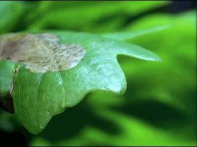 Bagworm caterpillars are able to burrow inside a single leaf