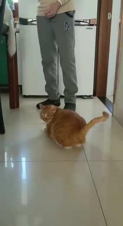 We will never know what goes on in the minds of cats