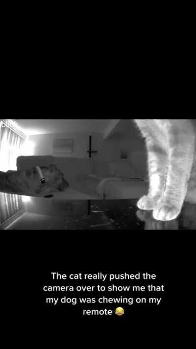 Detective Fuzzy Toes