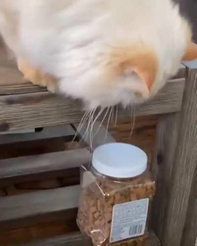 This Absolute Unit wants more treats