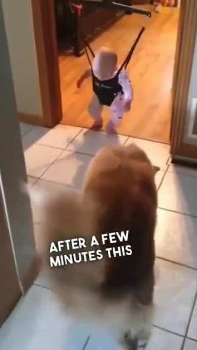 Dog teaching baby how to jump