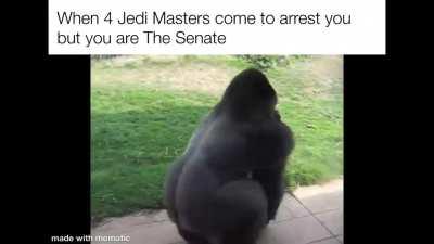 The Senate is a gorilla