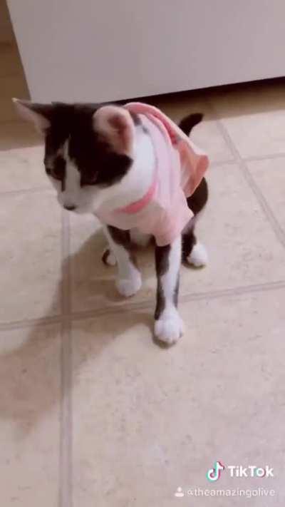 Kitten In Pink Shirt Loves Money