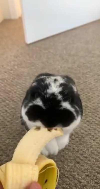 He loves bananas 🍌 (he didn’t eat the whole thing)