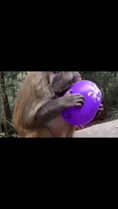 Monke popping purple bloon