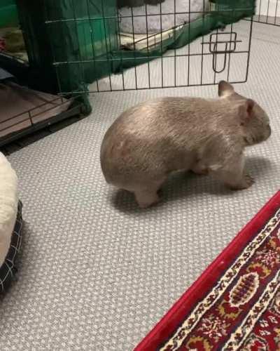 The cutest little oof