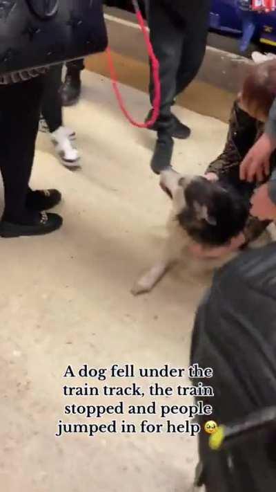 People rescuing a dog after he fell onto the train tracks.