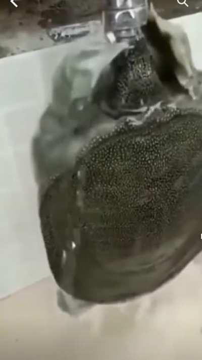 Rammussy proving to us he can give good head too 😈🔥🔥🔥