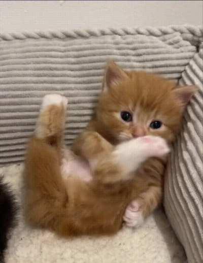 looks like the little orange has already settled into its new place 😊