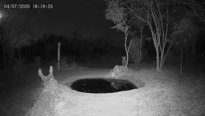 Leopard gets startled by curious leopard