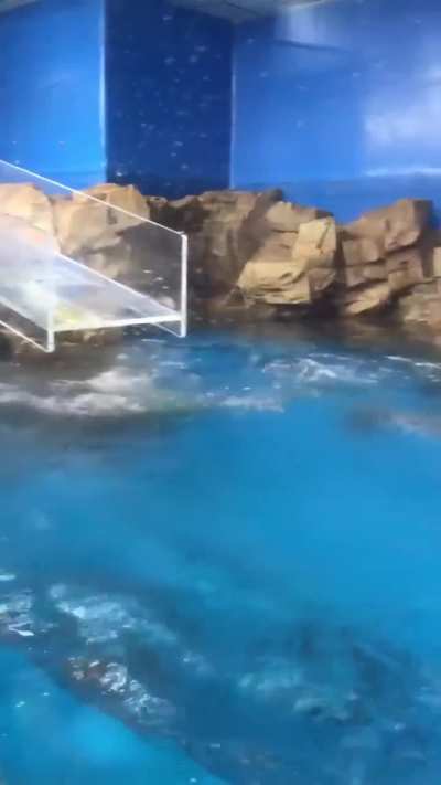 dumbass wunk fails to slide