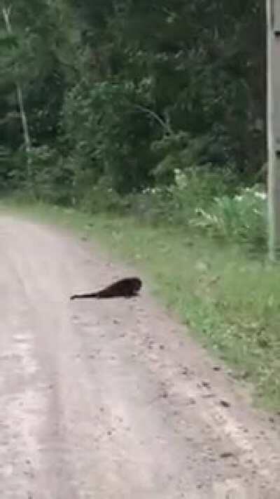 Azaghal jogando Ancestors