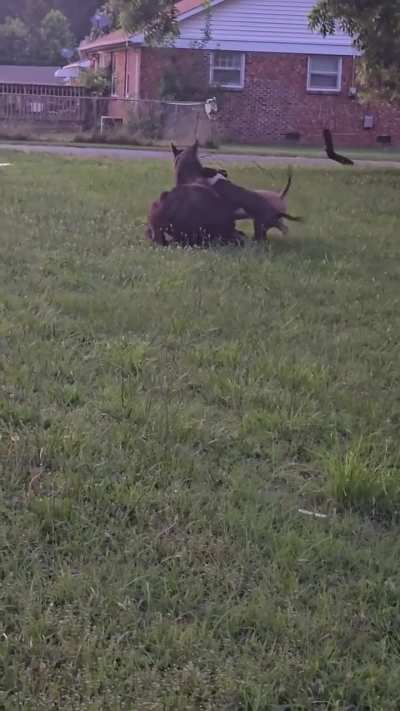 Horse mauled by two pit bulls