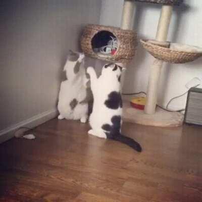 Brutal fight between 2 cats