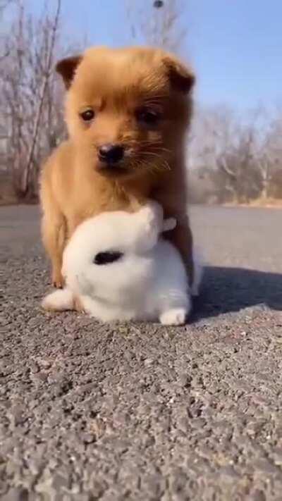 Puppy and bunny