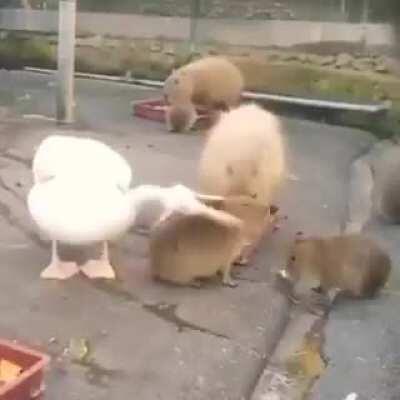 Título para esto😂