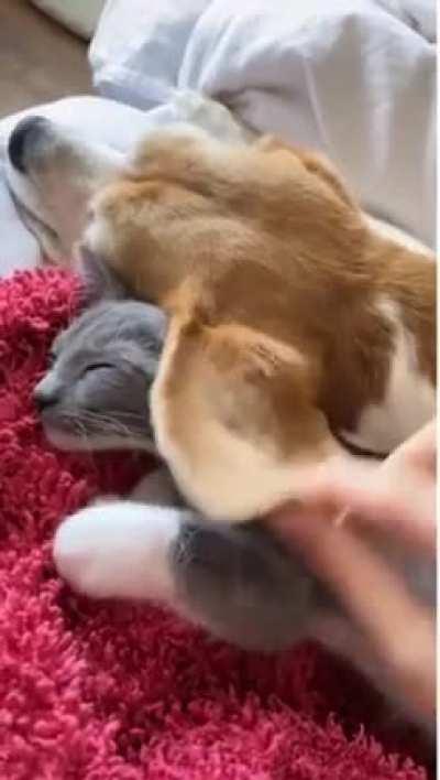 A cat using a dog’s ear as a blanket