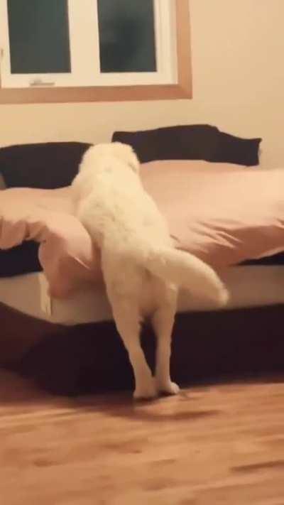 poor doggo can't climb on the bed