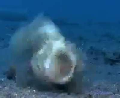 Humpback Scorpionfish devours a Lionfish