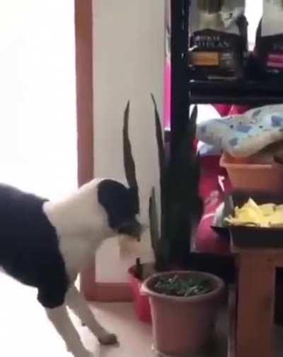 The most innocent and happiest thief ever.