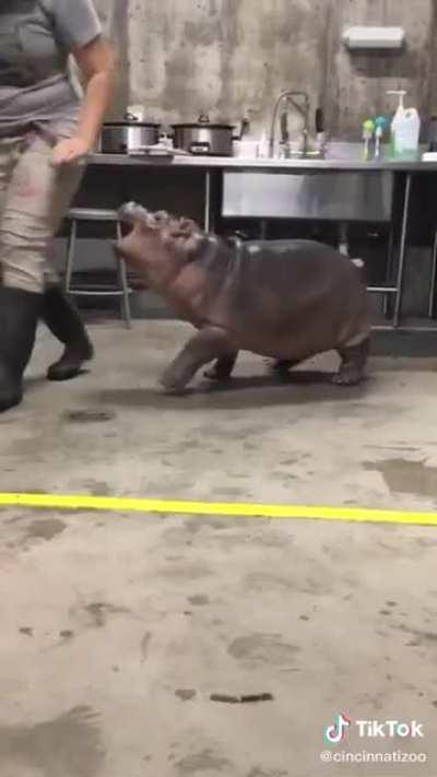 For those needing baby hippo zoomies