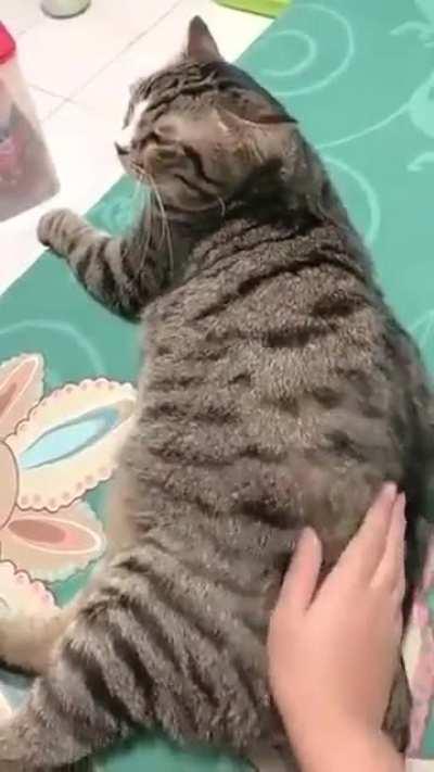 если ты хороший котик, скажи мяу