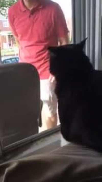 Kitty knows what's up (owner arrives with new dog)