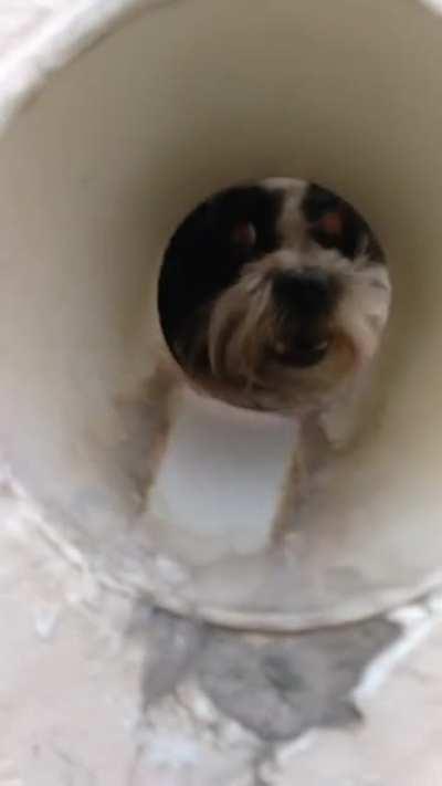 dont put your dick in that