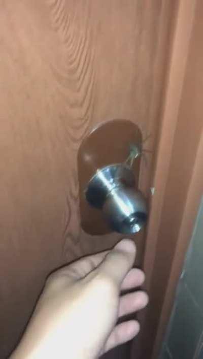 Tries to let spider out