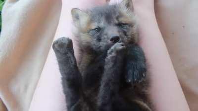Cute Baby Fox Sleeping