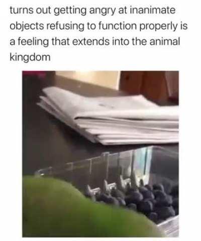 Frustration at a box closing itself