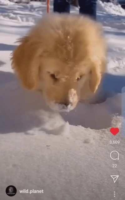 Golden pupper asks ... Snow? What is snow?