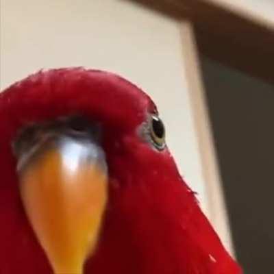 Me w/ Actium when i see a guardian in crucible