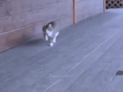 cat kinda good att walking around the world thoe.