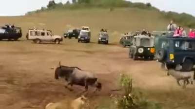 The lion does not wait for its prey.