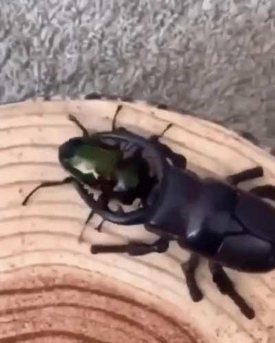 The big ROBOT bug on the right encounters the real bug