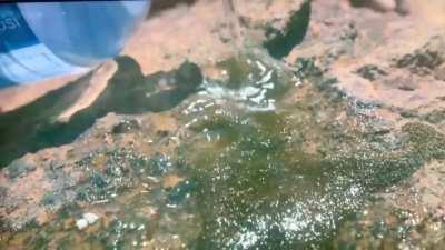 Selaginella lepidophylla, known as Resurrection Moss, don’t blink…