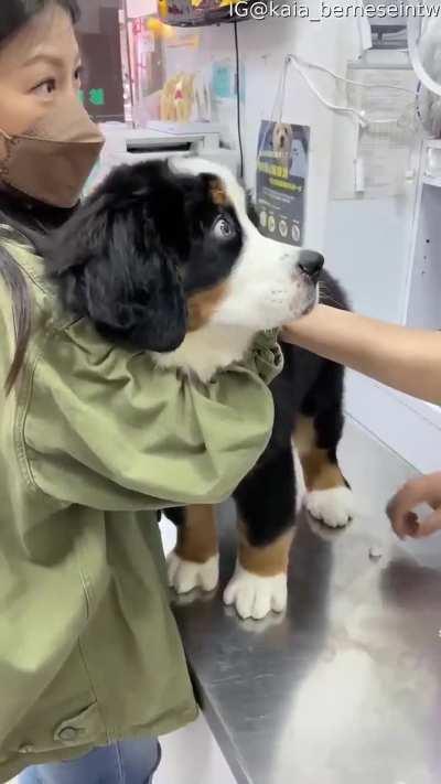 Brave Puppy Gets a Vaccine... and his Face haha