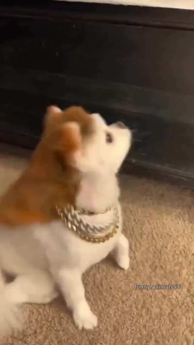 This is literally what Vegan Hair Dye was invented to safely do.